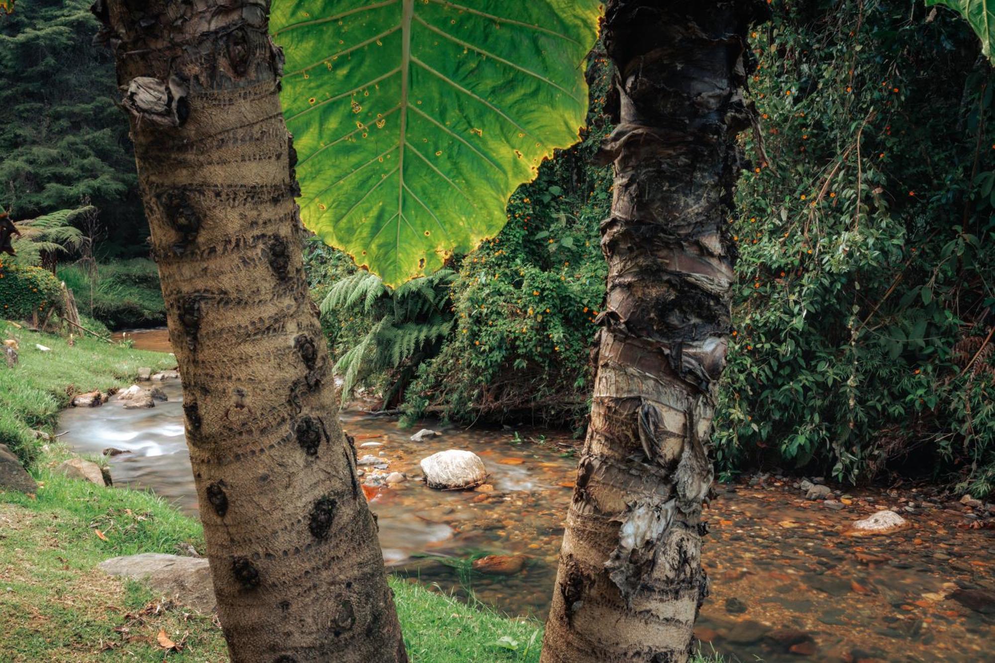 Bubblesky Glamping 15 Min From Medellin Hotel Rionegro Exterior foto